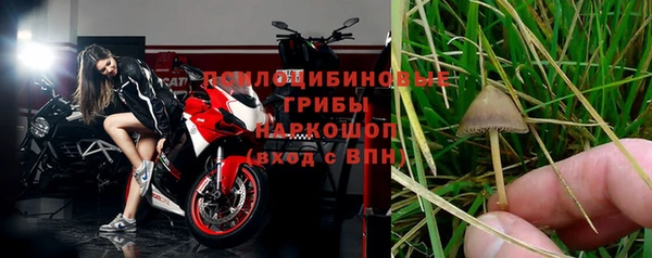 прущие грибы Абаза